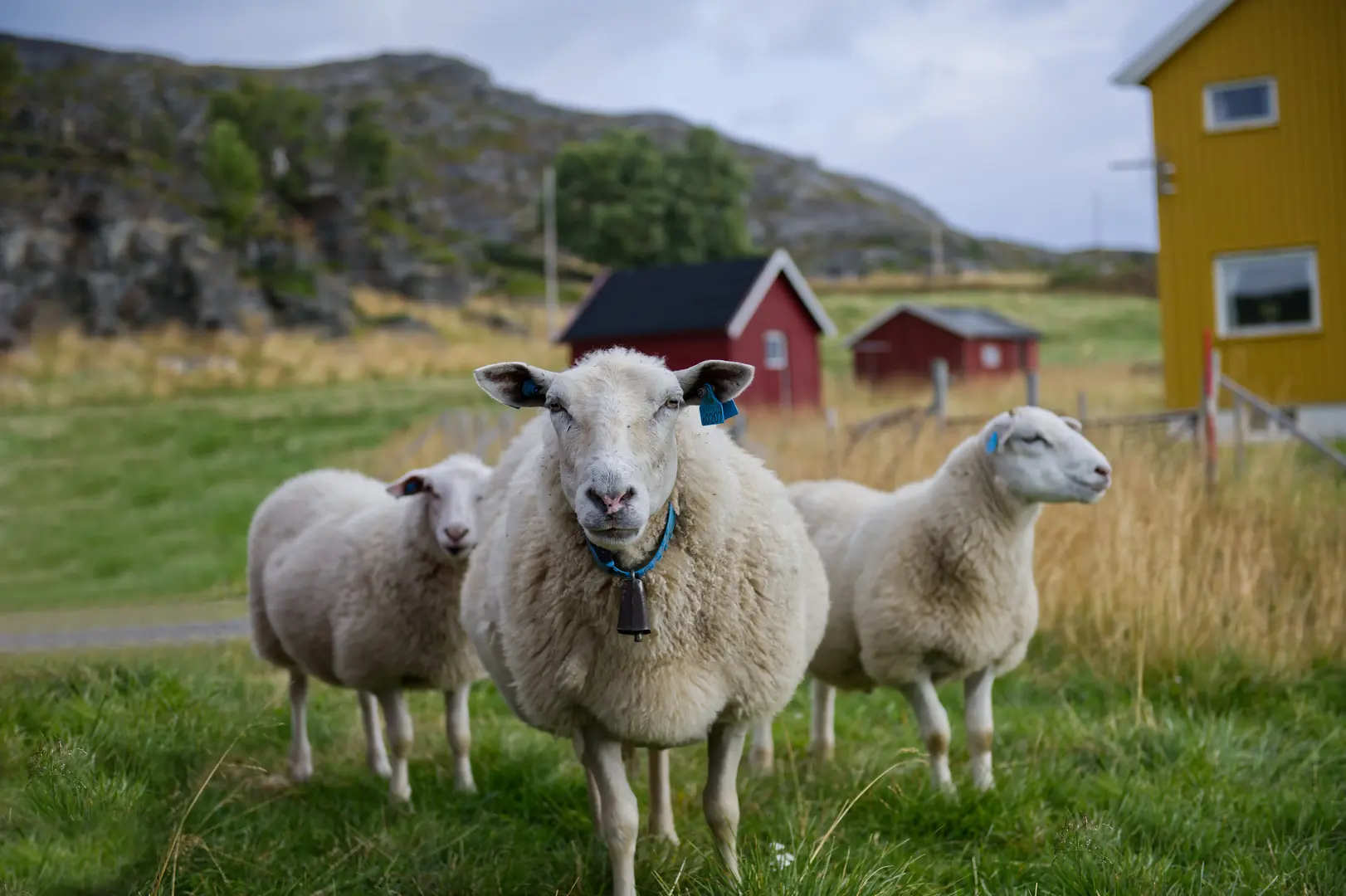 Sau på beite